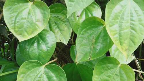 Close-up of fresh green leaves