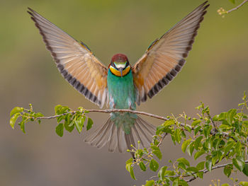 Close-up of bird flying