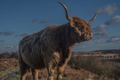 Close-up of cow standing on field against sky