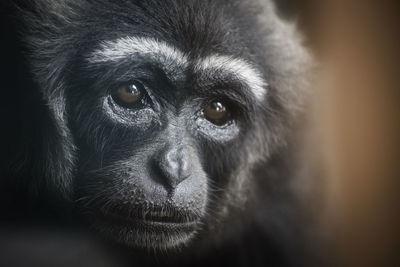Close-up portrait of a gibbon monkey