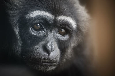 Close-up portrait of a monkey