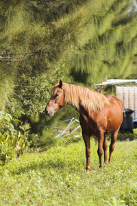 Horse in a pasture looking to the left 