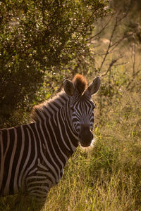 Portrait of giraffe in the forest