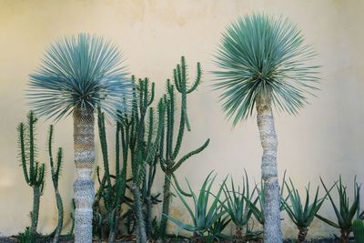 Close-up of succulent plant