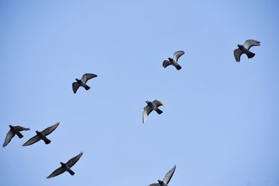 Low angle view of birds flying in sky