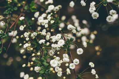 High angle view of white flowers blooming outdoors