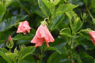 Close-up of pink rose