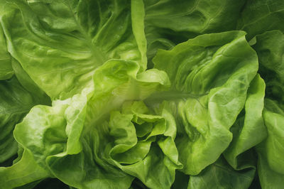 Full frame shot of fresh lettuce