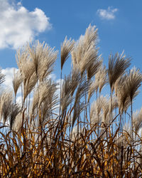 Low angle view of stalks against blue sky