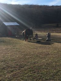 Horses on field against sky