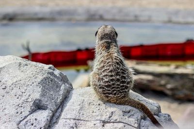 Close-up of lizard on rock at beach