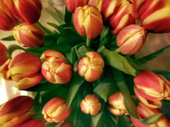 Full frame shot of red tulips