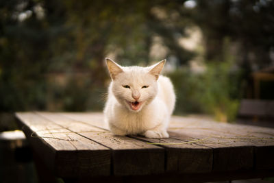 Portrait of cat sitting on table