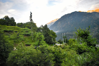 Trees and plants growing on mountain against sky