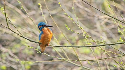 Low angle view of bird perching on branch