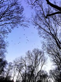 Low angle view of bare tree against sky