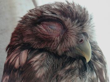 Close-up of a bird looking away