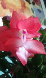 Close-up of pink flowers