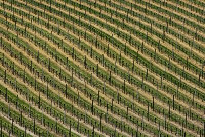 Full frame shot of agricultural field