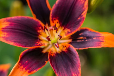 Close-up of day lily blooming outdoors