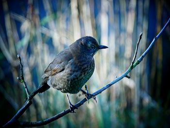 Close-up of bird perching on branch