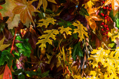 Close-up of yellow maple leaves