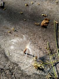 High angle view of insect on land