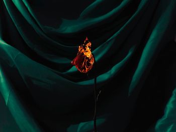 High angle view of red flower on leaf