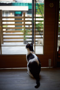 Cat sitting on wooden floor