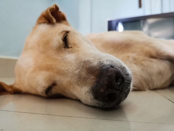 Close-up of a dog sleeping on floor at home