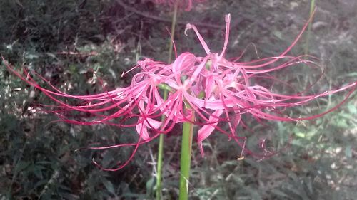 Close-up of flowers blooming