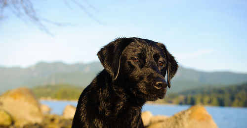 Black labrador against sky on sunny day