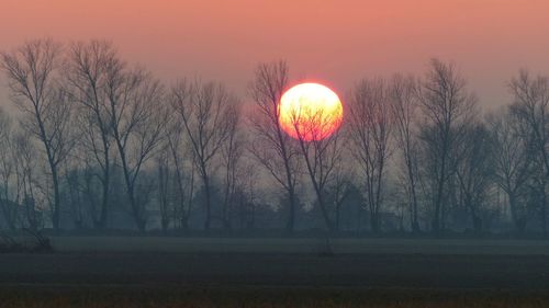 Bare trees on field against sky during sunset