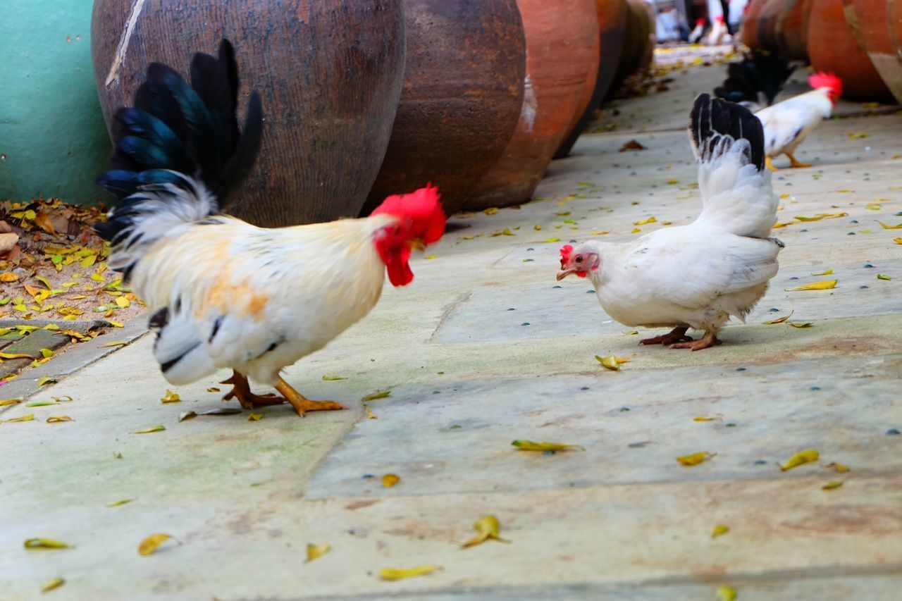 animal themes, bird, animals in the wild, wildlife, two animals, togetherness, three animals, medium group of animals, domestic animals, pigeon, chicken - bird, outdoors, high angle view, full length, street, day, nature, zoology, vertebrate, livestock
