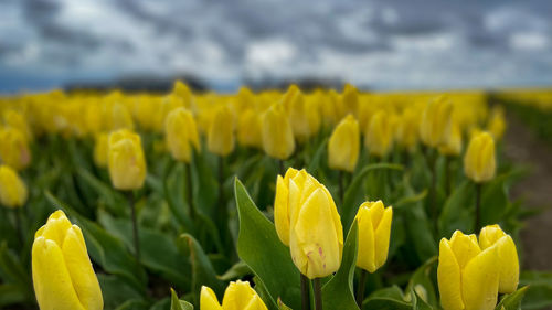 Close-up of yellow flowering plants on field