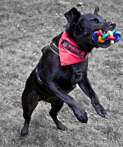 Close-up of dog standing on field