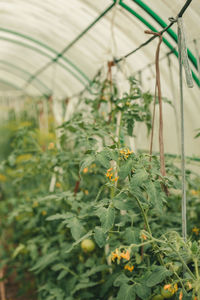 Close-up of flowering plants in greenhouse