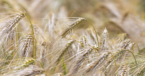 Close-up of wheat field