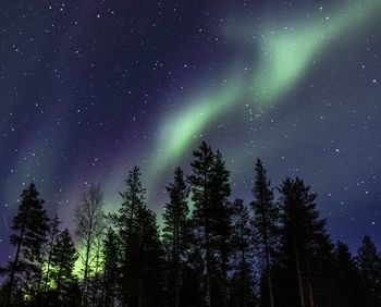 Low angle view of silhouette trees against northern lights sky at night