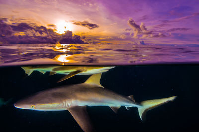 Half water half sky. shark at sunset in a tropical ocean. federated states of micronesia.