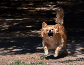 Portrait of dog running on field