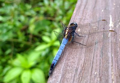 Close-up of insect on wood