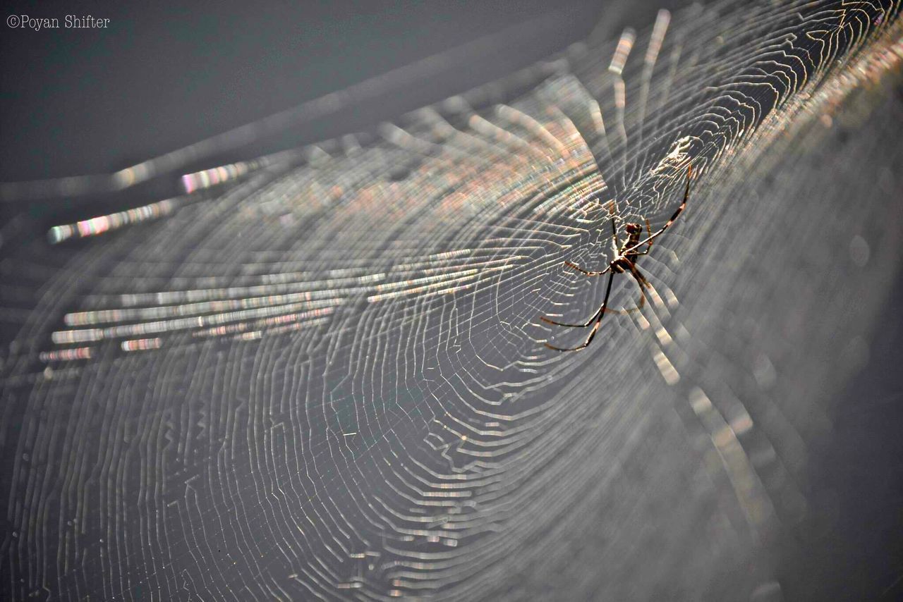 spider web, spider, one animal, web, animal themes, animals in the wild, insect, animal wildlife, no people, survival, trapped, outdoors, fragility, close-up, nature, intricacy, focus on foreground, day, animal leg, full length