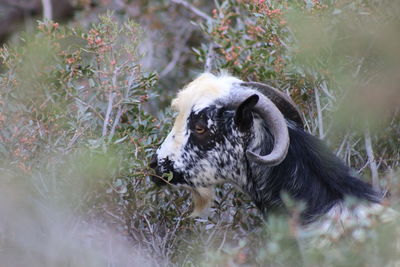 Goat looking away