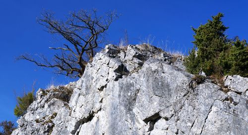 Low angle view of trees against clear blue sky