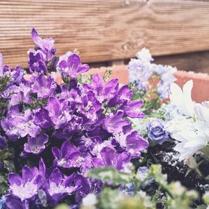 Close-up of purple flowers blooming