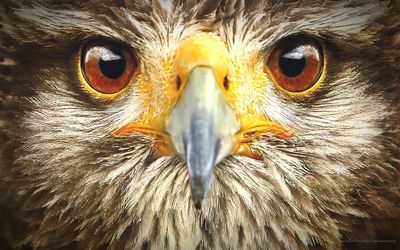 Close-up portrait of owl