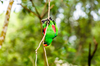 Close-up of bird perching on tree