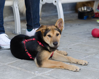 Low section of man sitting dog