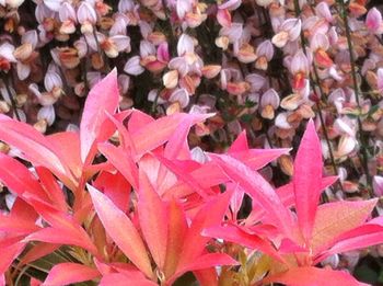 Full frame shot of leaves